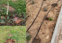 Έκλεψαν και βανδάλισαν νεοφυτεμένα δέντρα και φυτά-Μήνυση από τον Δήμο Βριλησσίων