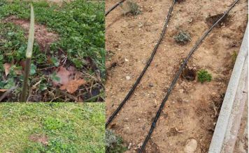 Έκλεψαν και βανδάλισαν νεοφυτεμένα δέντρα και φυτά-Μήνυση από τον Δήμο Βριλησσίων