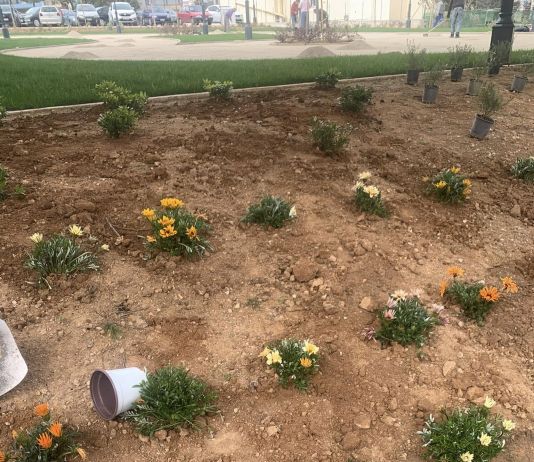 Συνεχίζεται η φύτευση στην Κεντρική Πλατεία Πεύκης – Ομορφαίνουμε την πόλη μας!