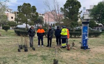 Περισσότερο πράσινο στην πλατεία Φολεγάνδρου: ο Δήμος Ηρακλείου Αττικής φύτευσε ροδιές στο πάρκο