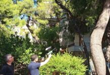 Αντιμετώπιση της κάμπιας των πεύκων στον Δήμο Κηφισιάς με καινοτόμες και περιβαλλοντικά φιλικές μεθόδους
