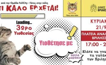 Felicity-Γάτες στην πόλη: Κυριακή υιοθεσίας στην πλατεία Αναλήψεως στις 21 Σεπτεμβρίου