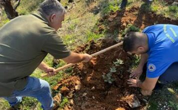 125 νέες βελανιδιές φυτεύτηκαν στις παρυφές της οδού Αγίου Σεβαστιανού στα Άνω Βριλήσσια