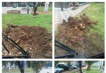 Συνεχίζονται οι πριμνοκοπές στο Δήμο Λυκόβρυσης-Πεύκης