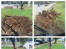 Συνεχίζονται οι πριμνοκοπές στο Δήμο Λυκόβρυσης-Πεύκης