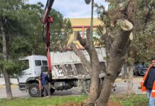 Δέκα επιπλέον αιωνόβιες ελιές στα πάρκα του Δήμου Ηρακλείου Αττικής μέσα από το πρόγραμμα μεταφύτευσης του ΟΣΕ