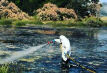 Η Περιφέρεια Αττικής σε συνεργασία με το Μπενάκειο Φυτοπαθολογικό Ινστιτούτο κατα-γράφει συστηματικά την παρουσία και την εξέλιξή τους σε ολόκληρο το Λεκανοπέδιο!