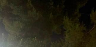 Ξεκίνησαν οι πλύσεις των εσπεριδοειδών στον Δήμο Φιλοθέης – Ψυχικού. Συνέχεια ενημέρωσης για τον ακανθώδη αλευρώδη