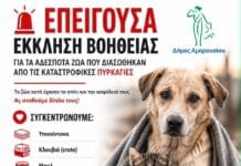 ΕΠΕΙΓΟΥΣΑ ΕΚΚΛΗΣΗ ΒΟΗΘΕΙΑΣ ΓΙΑ ΤΑ ΑΔΕΣΠΟΤΑ ΖΩΑ ΠΟΥ ΔΙΑΣΩΘΗΚΑΝ ΑΠΟ ΤΙΣ ΚΑΤΑΣΤΡΟΦΙΚΕΣ ΠΥΡΚΑΓΙΕΣ