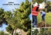 Νέες δενδροφυτεύσεις σε κάθε γειτονιά — Στόχος τα 1.000 βιώσιμα δέντρα έως το 2028 από τον Δήμο Λυκόβρυσης – Πεύκης Νέες δενδροφυτεύσεις σε κάθε γειτονιά — Στόχος τα 1.000 βιώσιμα δέντρα έως το 2028 από τον Δήμο Λυκόβρυσης – Πεύκης