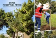 Νέες δενδροφυτεύσεις σε κάθε γειτονιά — Στόχος τα 1.000 βιώσιμα δέντρα έως το 2028 από τον Δήμο Λυκόβρυσης – Πεύκης Νέες δενδροφυτεύσεις σε κάθε γειτονιά — Στόχος τα 1.000 βιώσιμα δέντρα έως το 2028 από τον Δήμο Λυκόβρυσης – Πεύκης